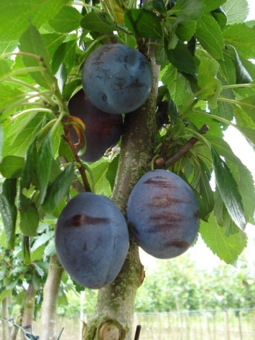 Pruim "Valor" - Prunus domestica 'Valor'