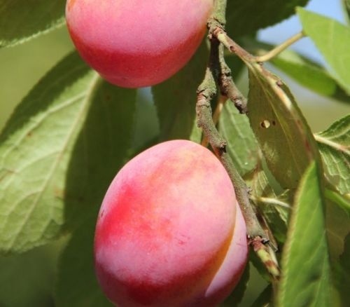 Pruim 'Victoria' - Prunus domestica 'Victoria'