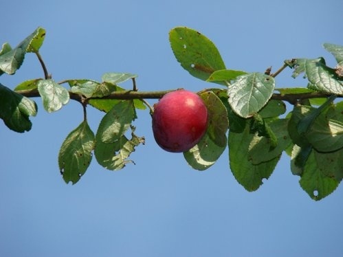 Pruim 'Victoria' - Prunus domestica 'Victoria'