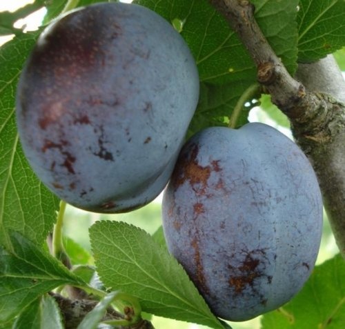 Pruim "Voyageur"  - Prunus domestica 'Voyageur'