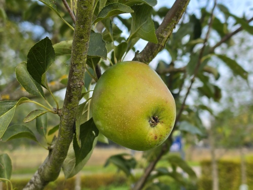 Appel 'Bloemeezoet' - Malus domestica 'Bloemeezoet'