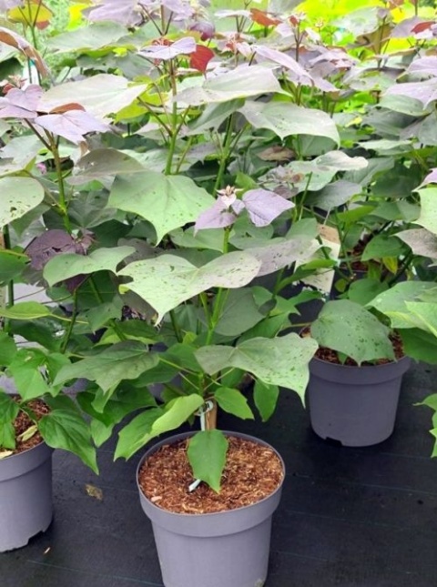 Purperkleurige trompetboom als bloeiende sierboom die wel wat ruimte nodig heeft