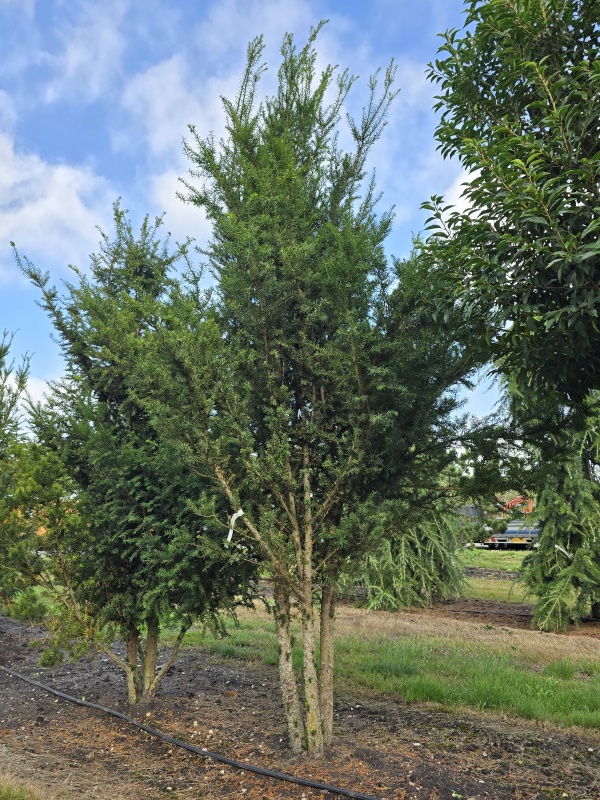 Venijnboom