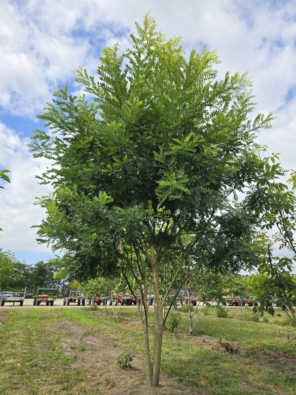 Honingboom