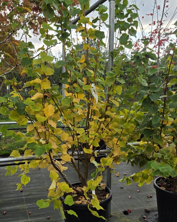 kleine linde
