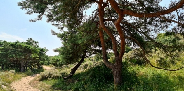Droogte bestendige bomen