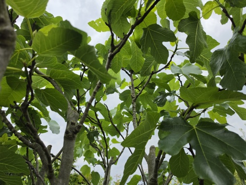 Ficus carica, laagstam VIJG met meerstam vertakking op de THB kwekerij in Apeldoorn