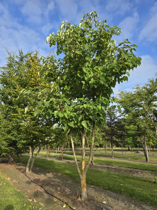 Oranjekers als herdenkingsboom