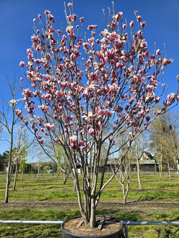 Magnolie