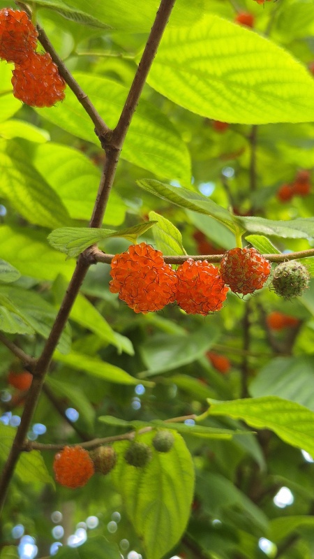 Papiermoerbei