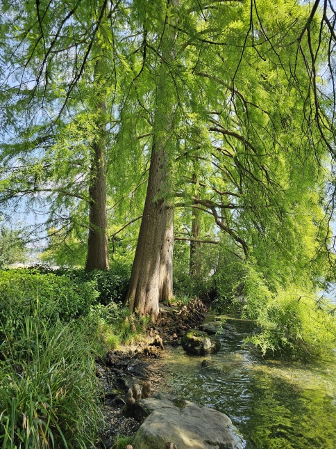 Taxodium Distichum juli 2024 Arboretum Zürich