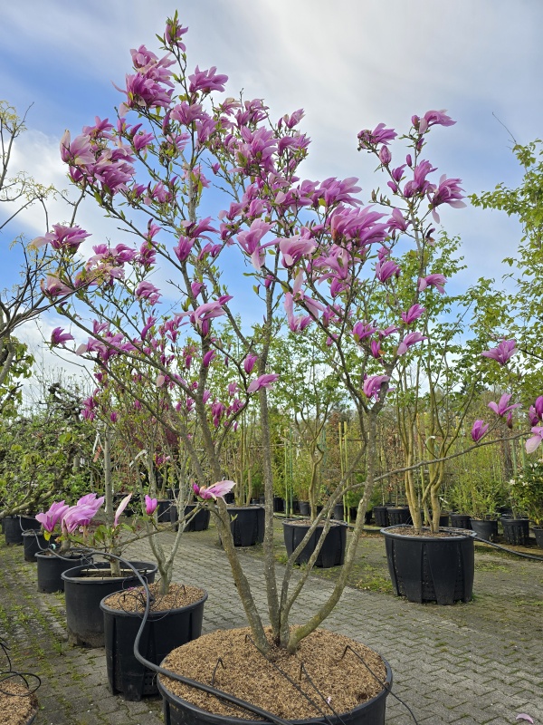 Magnolia 'Susan'