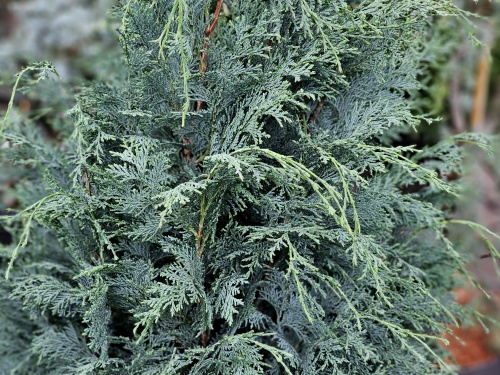 Blauwe Californische cypres - Chamaecyparis lawsoniana 'Columnaris'