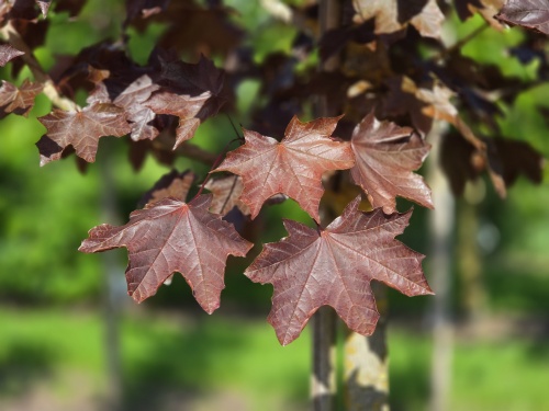 Roodbladige Noorse Esdoorn 'Royal Red'