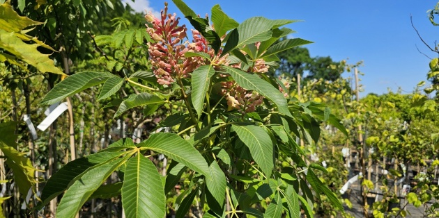Bloesem bij fruitbomen: Alles over de bloei van appel-, kastanje- en olijfbomen