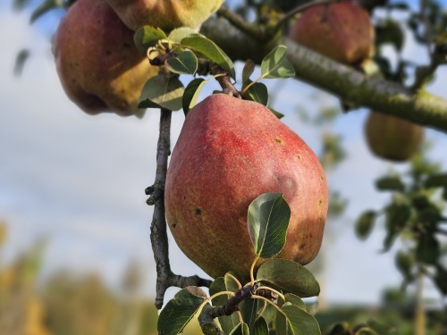 Handpeer 'Doyenne du Comice' - Pyrus communis 'Doyenne du Comice'