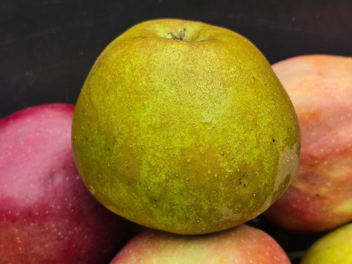 Malus domestica 'Schone van Boskoop' is een bekende goudreinet