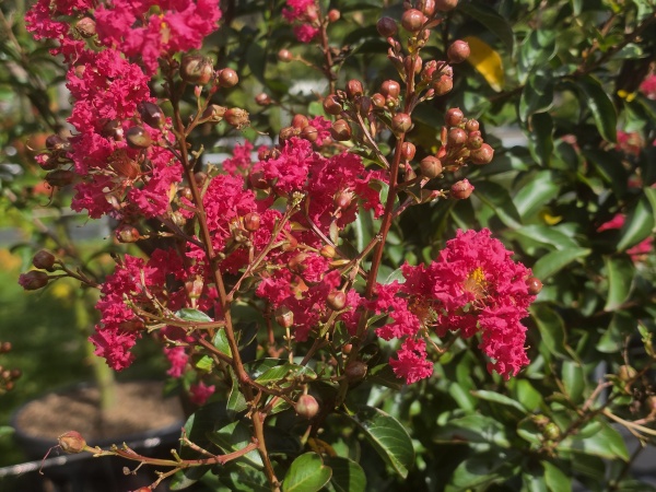 Indischer Flieder mit roter Blüte