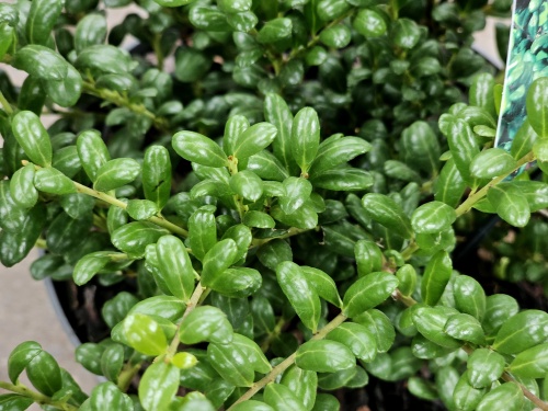 Ilex crenata 'Convexa'  Japanse wintergroene hulst