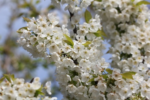 Kers 'Schneider Spate Knorpel' - Prunus avium 'Schneider's Späte Knorpelkirsche'