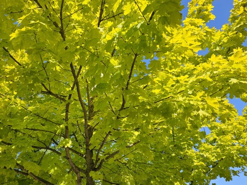 Noorse Esdoorn 'Princeton Gold'
