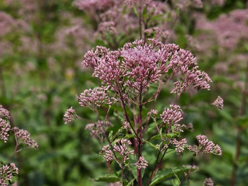 Deze vochtminnende vaste plant heeft ruimte nodig.