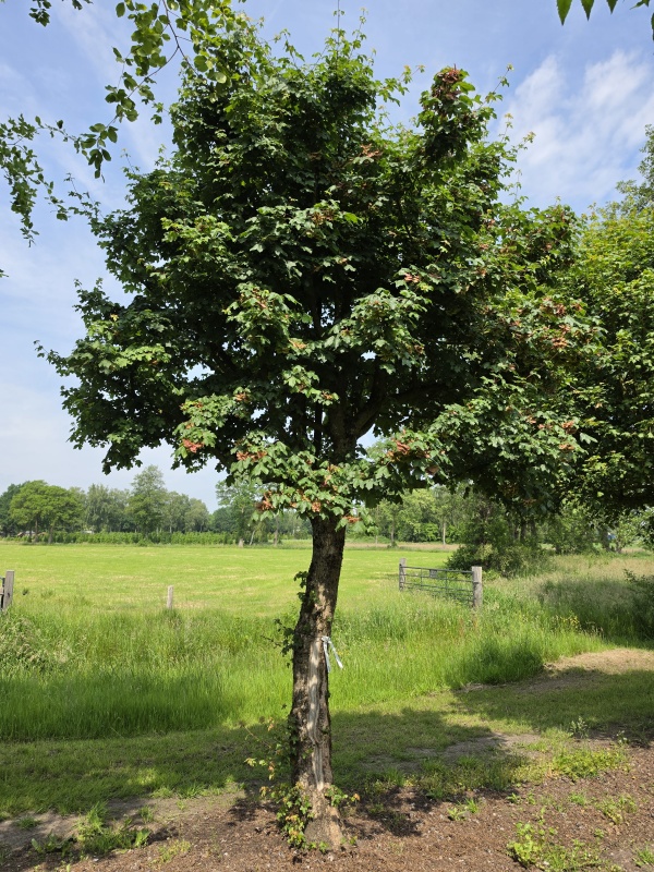 Veldesdoorn als vogelboom