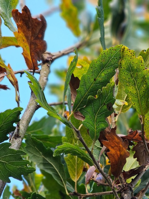 Semi- wintergroene eik 'Pseudoturneri' november blad