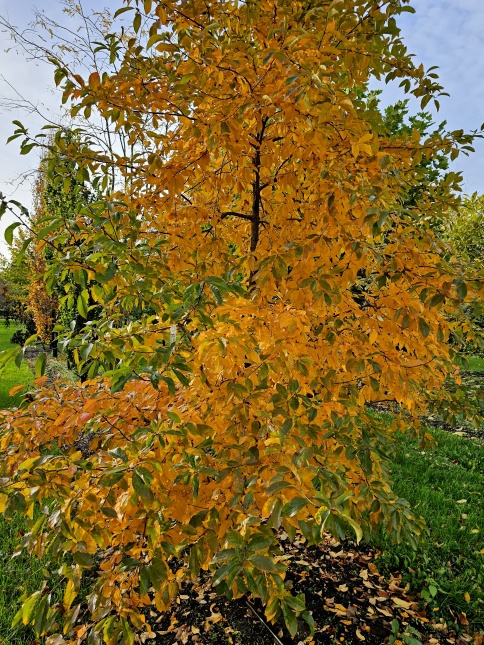 Nyssa sylvatica 'Autumn Cascades' juli 2026