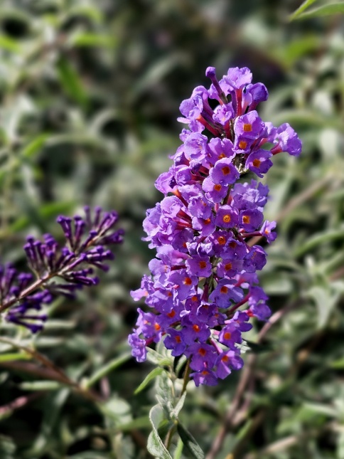 Vlinderstruiken 'Nanho Purple' leveren wij in verschillende maten