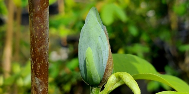 Eerste hulp bij Magnolia-problemen en leuke weetjes