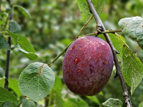 Pruim 'Hauszwetsche'  - Prunus domestica 'Hauszwetsche'