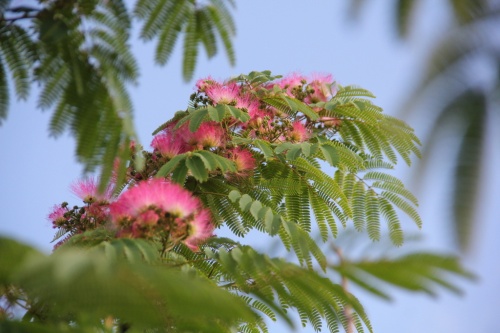 Albizia voor vreugde en troost in uw hart, volgens de Chinezen althans.