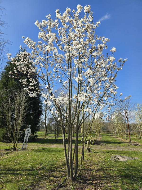 Magnolia 'Merrill'
