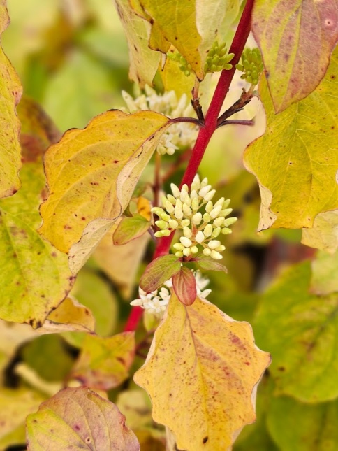 Cornus sanguinea 'Midwinter Fire'