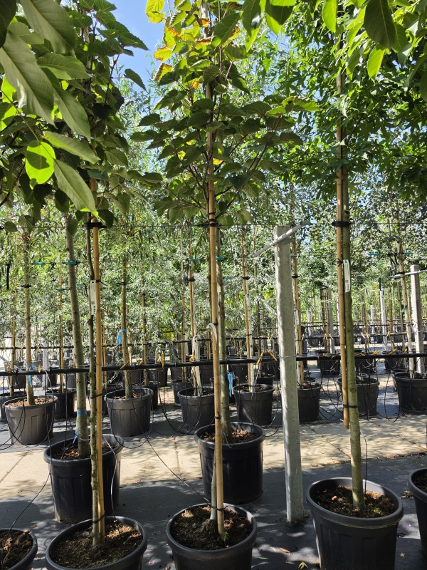 Taschentuchbaum