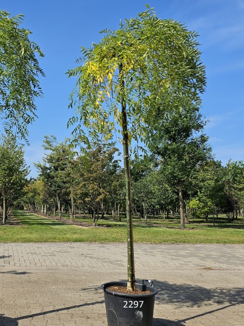 Sophora japonica 'Pendula' juni 2025