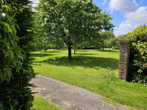 Prunus Avium zoete kers hoogstam in boomgaard juni 2024