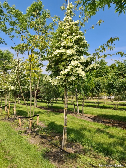 Bloemen Cornus kousa var. chinensis