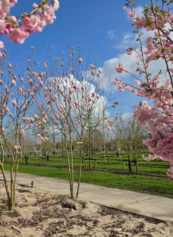 Magnolia