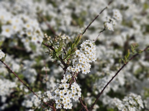 Spierstruik  'Grefsheim' bloemen
