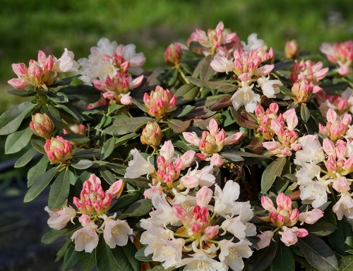 Rododendron 'Golden Torch', Rododendron yakushimanum 'Golden Torch' kopen