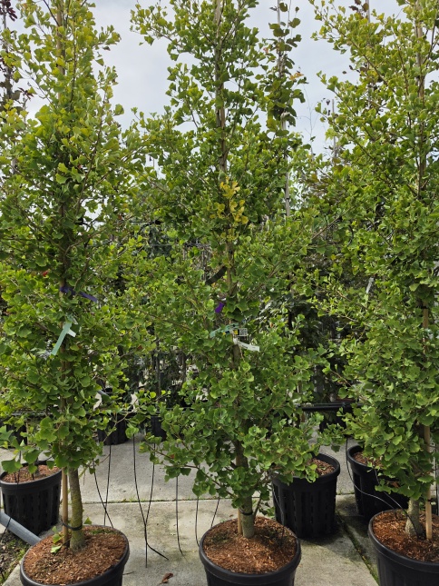 Japanse Notenboom 'Blagon', zuilvorm