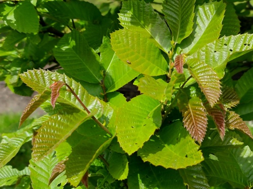 Tamme Kastanje, cultivar, Castanea sativa 'Marsol' kopen