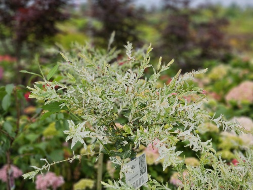 Salix integra 'Hakuro Nishiki'
