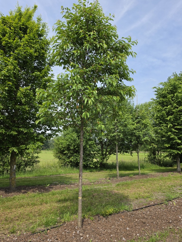 Witte dubbelbloemige sierkers