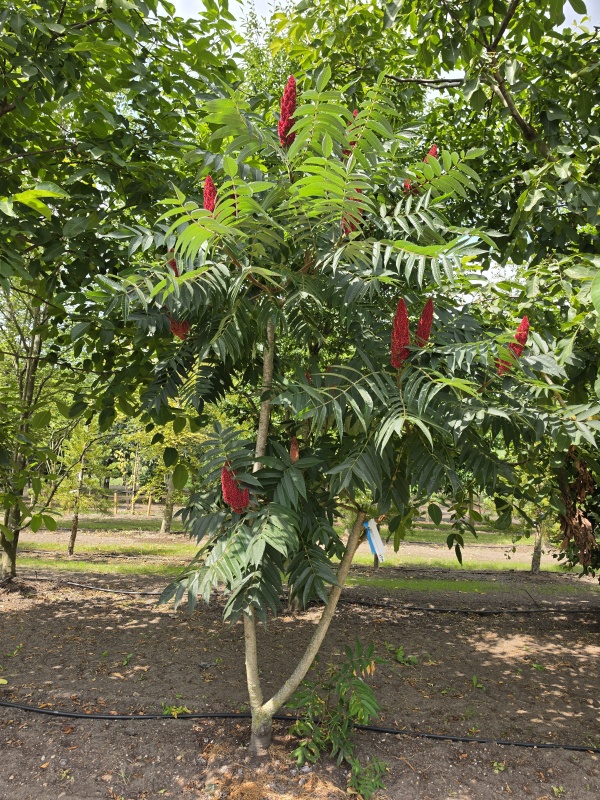 Fluweelboom