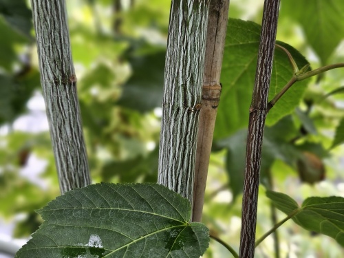 Chinese Esdoorn - Acer davidii