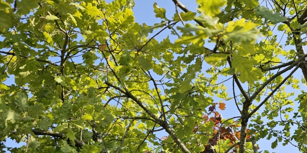 10 meest voorkomende bomen in Nederland