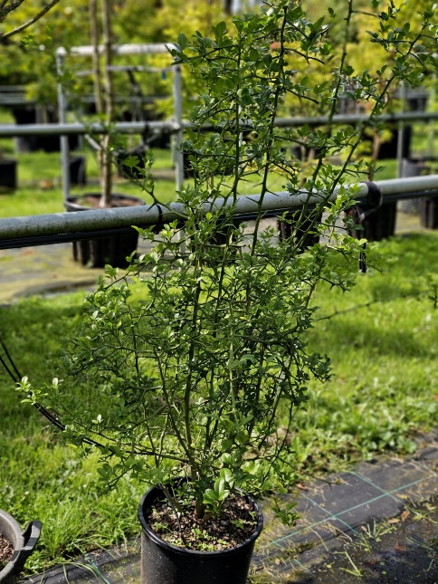 wilde citrusplant met doornen